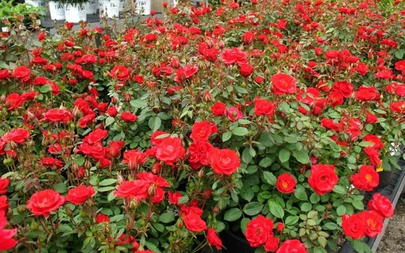 Sunrosa Red Dwarf Shrub Rose - 1 Gallon Pot 7 Sunrosa Red Dwarf Shrub Rose - 1 Gallon Pot - Image 5