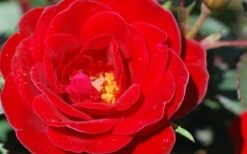 Sunrosa Red Dwarf Shrub Rose - 1 Gallon Pot 13 Sunrosa Red Dwarf Shrub Rose - 1 Gallon Pot -Cheap Plants Store Rose Sunrosa Red 2