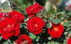 Sunrosa Red Dwarf Shrub Rose - 1 Gallon Pot 11 Sunrosa Red Dwarf Shrub Rose - 1 Gallon Pot -Cheap Plants Store Rose Sunrosa Red