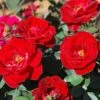 Sunrosa Red Dwarf Shrub Rose - 1 Gallon Pot 2 Sunrosa Red Dwarf Shrub Rose - 1 Gallon Pot -Cheap Plants Store Rose Sunrosa Red BS
