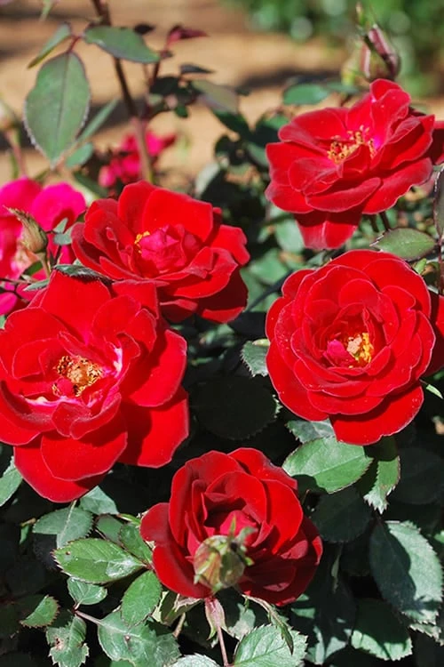 Sunrosa Red Dwarf Shrub Rose - 1 Gallon Pot 3 Sunrosa Red Dwarf Shrub Rose - 1 Gallon Pot