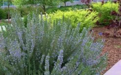 Arp Rosemary - 6 Pack Of Pint Pots -Cheap Plants Store Rosemary Arp Blooming