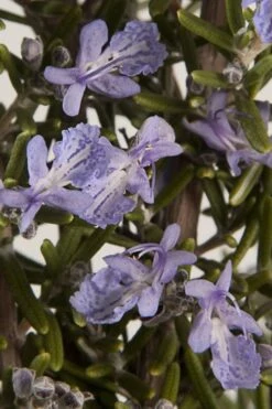 Barbeque Rosemary Plant - 6 Pack Of Pint Pots -Cheap Plants Store Rosemary Barbeque 13 1