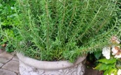 Barbeque Rosemary Plant - 1 Gallon Pot -Cheap Plants Store Rosemary Barbeque