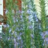 Barbeque Rosemary Plant - 1 Gallon Pot -Cheap Plants Store Rosemary Barbeque 500x750 1