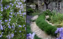 Chef's Choice Rosemary - 3 Gallon Pot -Cheap Plants Store Rosemary Chefs Choice 2 2