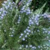 Chef's Choice Rosemary - 1 Gallon Pot -Cheap Plants Store Rosemary Chefs Choice 500x750 1