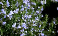 Chef's Choice Rosemary - 1 Gallon Pot -Cheap Plants Store Rosemary Chefs Choice Flowers