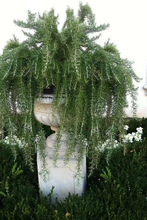 Foxtail Rosemary Plant - 3 Pack Of Quart Pots 6 Foxtail Rosemary Plant - 3 Pack Of Quart Pots - Image 4