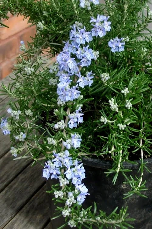 Foxtail Rosemary Plant - 3 Pack Of Quart Pots 7 Foxtail Rosemary Plant - 3 Pack Of Quart Pots - Image 5