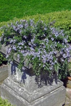 Prostrate Creeping Rosemary - 6 Pack Of Pint Pots -Cheap Plants Store Rosemary Prostrate 18