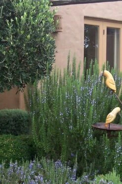 Tuscan Blue Rosemary - 1 Gallon Pot