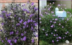 Purple Showers Mexican Petunia - Ruellia - 3 Gallon Pot -Cheap Plants Store Ruellia Purple Showers 2 1