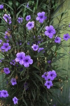 Purple Showers Mexican Petunia - Ruellia - 3 Gallon Pot -Cheap Plants Store Ruellia Purple Showers 7 1