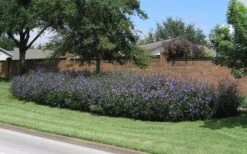 Purple Showers Mexican Petunia - Ruellia - 1 Gallon Pot -Cheap Plants Store Ruellia Purple Showers 8