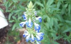 Bog Sage - Salvia Uliginosa - 3 Pack Of Quart Pots -Cheap Plants Store SDalvia Bog 1
