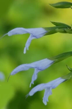 Argentine Skies Salvia (Hummingbird Sage) - 1 Gallon Pot -Cheap Plants Store Salvia Argentine Skies 1