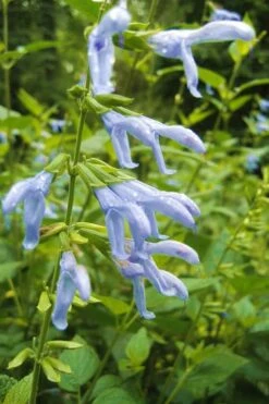 Argentine Skies Salvia (Hummingbird Sage) - 1 Gallon Pot -Cheap Plants Store Salvia Argentine Skies 4