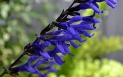 Black And Blue Salvia (Blue Anise Sage) - Salvia Guaranitica - 6 Pack Of 1 Gallon Pots -Cheap Plants Store Salvia Black And Blue 1