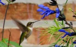 Black And Blue Salvia (Blue Anise Sage) - Salvia Guaranitica - 6 Pack Of 1 Gallon Pots -Cheap Plants Store Salvia Black And Blue 2