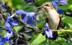 Black And Blue Salvia (Blue Anise Sage) - Salvia Guaranitica - 6 Pack Of 1 Gallon Pots -Cheap Plants Store Salvia Black And Blue 3