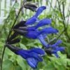 Black And Blue Salvia (Blue Anise Sage) - Salvia Guaranitica - 6 Pack Of 1 Gallon Pots -Cheap Plants Store Salvia Black And Blue 500x750 1