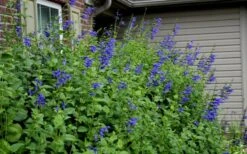 Black And Blue Salvia (Blue Anise Sage) - Salvia Guaranitica -1 Gallon Pot -Cheap Plants Store Salvia Black And Blue 6 1