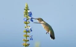 Bog Sage - Salvia Uliginosa - 3 Pack Of Quart Pots -Cheap Plants Store Salvia Bog Hummingbird