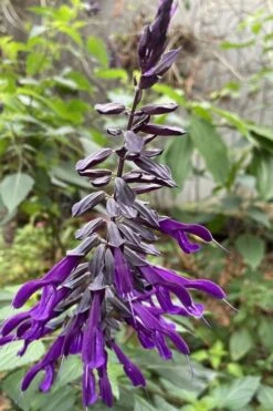 Purple Majesty Salvia (Salvia Guaranitica) - 1 Gallon Pot -Cheap Plants Store Salvia Guarantica Purple Majesty 1