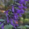 Purple Majesty Salvia (Salvia Guaranitica) - 1 Gallon Pot 2 Purple Majesty Salvia (Salvia Guaranitica) - 1 Gallon Pot -Cheap Plants Store Salvia Guarantica Purple Majesty 3