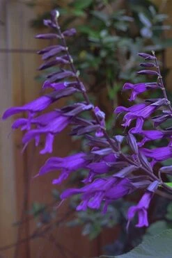 Purple Majesty Salvia (Salvia Guaranitica) - 1 Gallon Pot -Cheap Plants Store Salvia Guarantica Purple Majesty 5