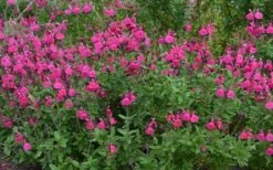 Heatwave Brilliance Salvia (Sage) - 1 Gallon Pot -Cheap Plants Store Salvia Heatwave Brilliance Landscape