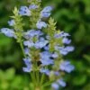 Bog Sage - Salvia Uliginosa - 3 Pack Of Quart Pots -Cheap Plants Store Salvia Uliginosa Bog Sage 500x750 1