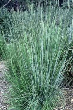 Blaze Little Bluestem Grass (Schizachyrium Scoparium) - 6-Pack Of 1 Gallon Pots -Cheap Plants Store Schizachyrium scoparium blaze little bluestem grass 2