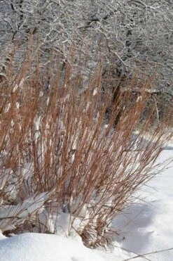 Standing Ovation Little Bluestem Grass (Schizachyrium Scoparium) - 8 Pack Of 1 Gallon Pots -Cheap Plants Store Schizachyrium scoparium standing ovation little bluestem grass 2
