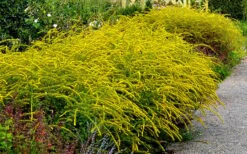 Fireworks Goldenrod (Solidago) - 6 Pack Of 1 Gallon Pots -Cheap Plants Store Solidag Fireworks 10 1