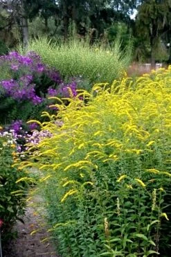 Fireworks Goldenrod (Solidago) - 1 Gallon Pot -Cheap Plants Store Solidago Fireworks 6