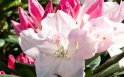 Southgate 'Grace' Rhododendron - 2 Gallon Pot -Cheap Plants Store Southgate Rhododendron Grace