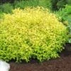 Gold Mound Spirea - 3 Gallon Pot 1 Gold Mound Spirea - 3 Gallon Pot -Cheap Plants Store Spirea Gold Mound 2 500x750 1