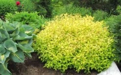 Gold Mound Spirea - 3 Gallon Pot -Cheap Plants Store Spirea Gold Mound 50
