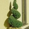 Spiral Dwarf Alberta Spruce Topiary - 7 Gallon Pot -Cheap Plants Store Spruce Dwarf Alberta Spiral Topiary 500x750 1