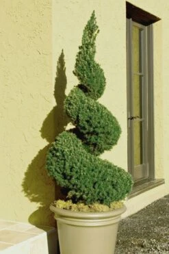 Spiral Dwarf Alberta Spruce Topiary - 3 Gallon Pot