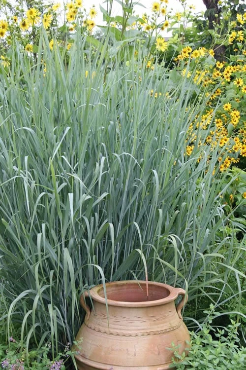Heavy Metal Switch Grass (Panicum Virgatum) - 8 Pack Of 1 Gallon Pots 7 Heavy Metal Switch Grass (Panicum Virgatum) - 8 Pack Of 1 Gallon Pots - Image 5