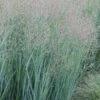 Heavy Metal Switch Grass (Panicum Virgatum) - 8 Pack Of 1 Gallon Pots