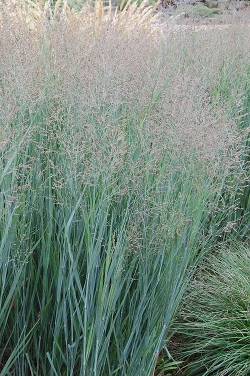 Heavy Metal Switch Grass (Panicum Virgatum) - 8 Pack Of 1 Gallon Pots 3 Heavy Metal Switch Grass (Panicum Virgatum) - 8 Pack Of 1 Gallon Pots