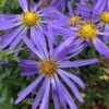 Large Flowered Wild Blue Aster (Aster Grandiflorus) - 1 Gallon Pot -Cheap Plants Store Symphyotrichum grandiflorum large flowered aster 3