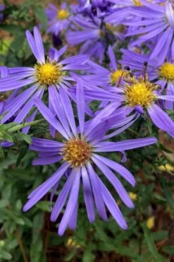 Large Flowered Wild Blue Aster (Aster Grandiflorus) - 1 Gallon Pot