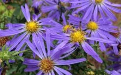 Large Flowered Wild Blue Aster (Aster Grandiflorus) - 1 Gallon Pot -Cheap Plants Store Symphyotrichum grandiflorum large flowered aster 5