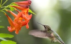 Bells Of Fire Tecoma - Esperanza - 1 Gallon Pot -Cheap Plants Store Tecoma Bells Of Fire 50