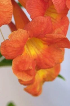 Bells Of Fire Tecoma - Esperanza - 1 Gallon Pot -Cheap Plants Store Tecoma Bells of Fire Flowers 5